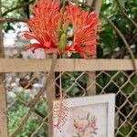 Hibiscus schizopetalus Цветок