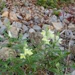 Antirrhinum braun-blanquetii 整株植物