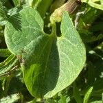 Aristolochia pallida Levél