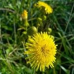 Sonchus arvensisFlor