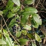 Ligustrum vulgare Fruit