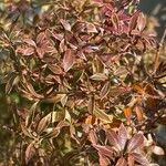 Abelia grandiflora Folha