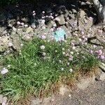 Armeria alpina موطن