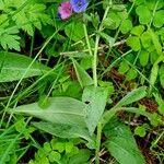 Pulmonaria australis 整株植物