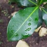 Psychotria capensis Blad