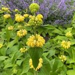 Phlomis russelianaFlower