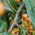 Pyracantha crenulata Bark