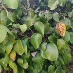 Aristolochia baetica Alkat (teljes növény)