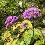 Adenostyles alpina Fula