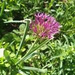 Allium nigrumFlor