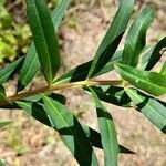 Heimia salicifolia Hoja