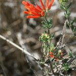 Bouvardia ternifolia Celota