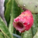 Opuntia dillenii Fruit