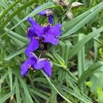 Tradescantia gigantea Fleur