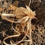 Cyperus niveus Φρούτο