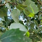 Populus × tomentosa Hoja