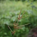 Cyperus articulatus 果實