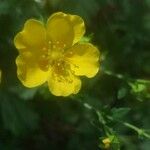 Potentilla aurea Kwiat
