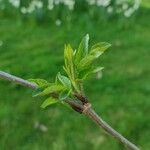 Sambucus canadensis পাতা