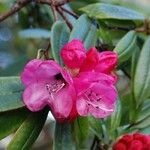 Rhododendron pachytrichum Λουλούδι