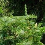 Abies alba Blatt