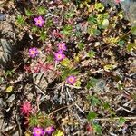 Leptosiphon bicolor Flor