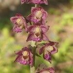 Epipactis atrorubens Цвят