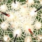 Coryphantha kracikii Hoja