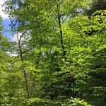 Nothofagus alpina Hábito