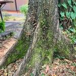 Swietenia macrophylla چھال