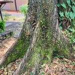 Swietenia macrophylla Bark