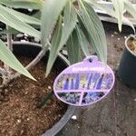 Echium webbii പുറംതൊലി