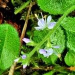 Veronica officinalis Blomst