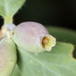 Symphoricarpos rotundifolius Flor