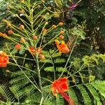 Caesalpinia pulcherrimaFuelha