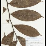 Heteropsis flexuosa Hoja