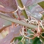 Smilax china Bark