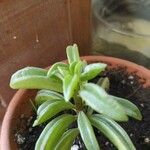 Peperomia dolabriformis Liść