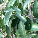 Ximenia caffra Leaf