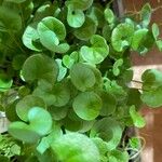 Dichondra repens Hoja