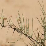 Calligonum polygonoides Leaf