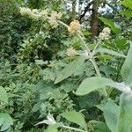 Buddleja × weyeriana Bloem