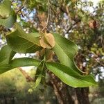 Combretum apiculatum Lapas