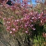 Limonium insigne Habit