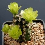 Echinocereus viridiflorus Συνήθη χαρακτηριστικά