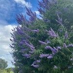 Vitex agnus-castus 花