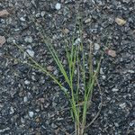 Sporobolus vaginiflorus Deilen