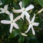 Jasminum grandiflorumFlower