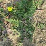 Astragalus depressus Fuelha