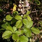 Rubus andegavensis Annet